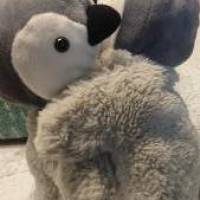 せこpさん 卵巣がん
