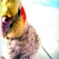 ZEROさん 大腸がん