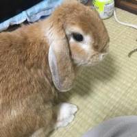 あこ。さん 大腸がん