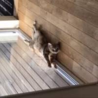 こたりこなるさん 胃がん