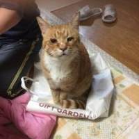 ゆっきーさん 子宮頚がん