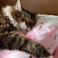 ねこまんまさん 大腸がん
