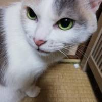miumariさん 子宮頚がん